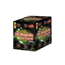 LILY MAGNOLIA 16 ASSORTITE